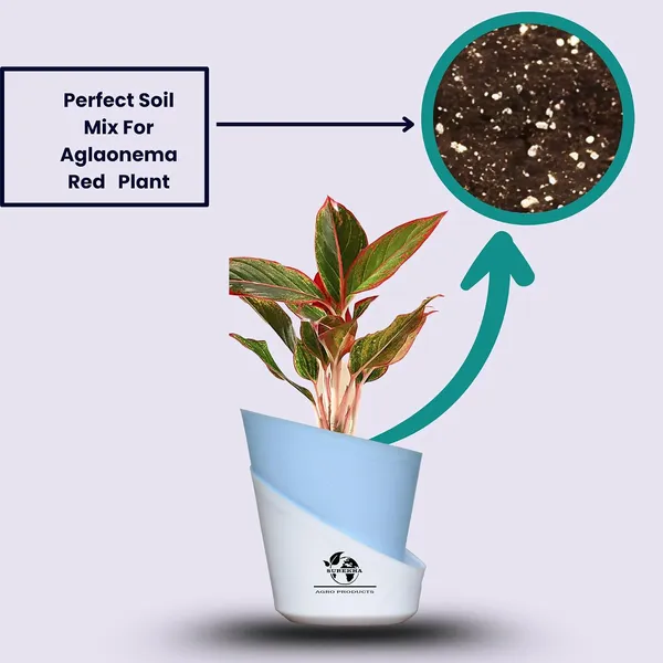 Aglaonema_Red_Indoor_Plant_With_Self_Watering_Pot