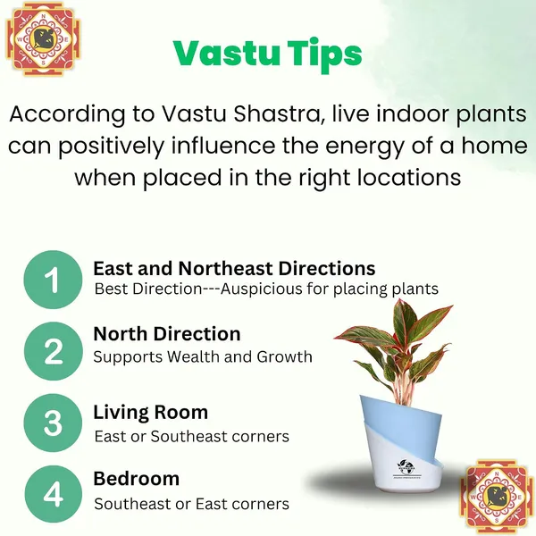 Aglaonema_Red_Indoor_Plant_With_Self_Watering_Pot