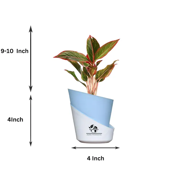 Aglaonema_Red_Indoor_Plant_With_Self_Watering_Pot