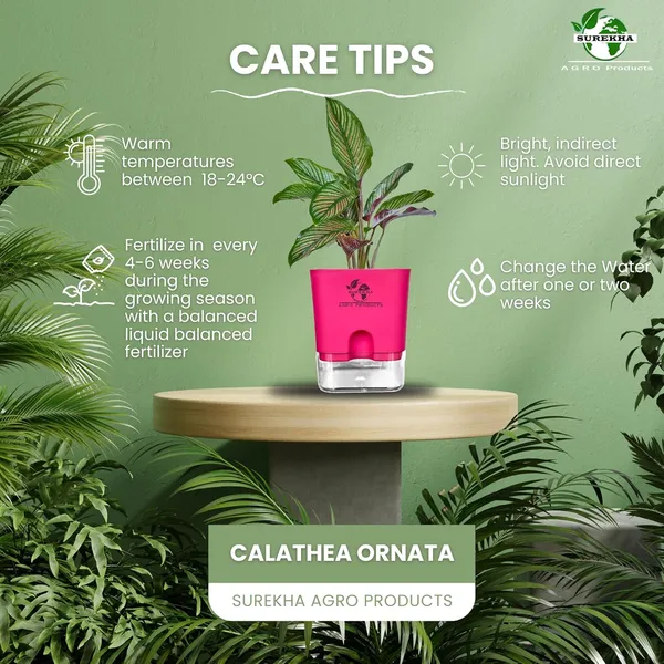 Calathea_Ornata_Live_Plant_In_Self_Watering_Pot