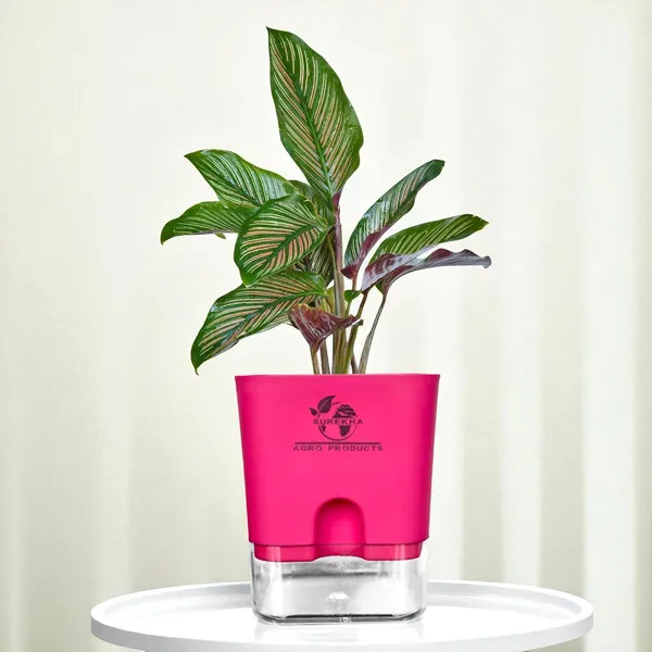 Calathea_Ornata_Live_Plant_In_Self_Watering_Pot