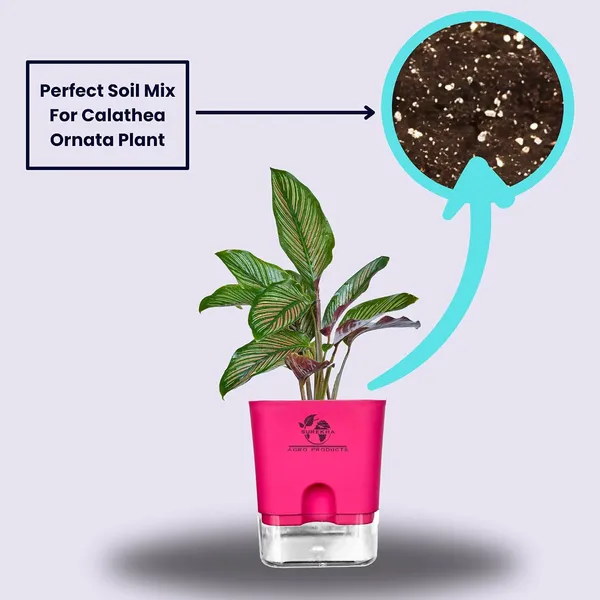 Calathea_Ornata_Live_Plant_In_Self_Watering_Pot