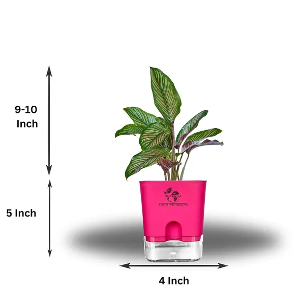 Calathea_Ornata_Live_Plant_In_Self_Watering_Pot