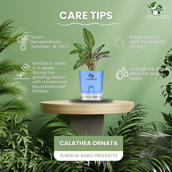 Calathea_Ornata_Live_Plant_In_Self_Watering_Pot
