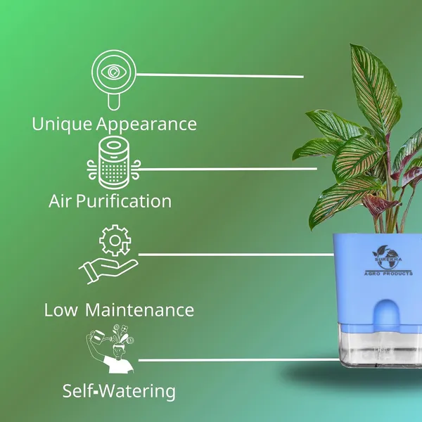Calathea_Ornata_Live_Plant_In_Self_Watering_Pot