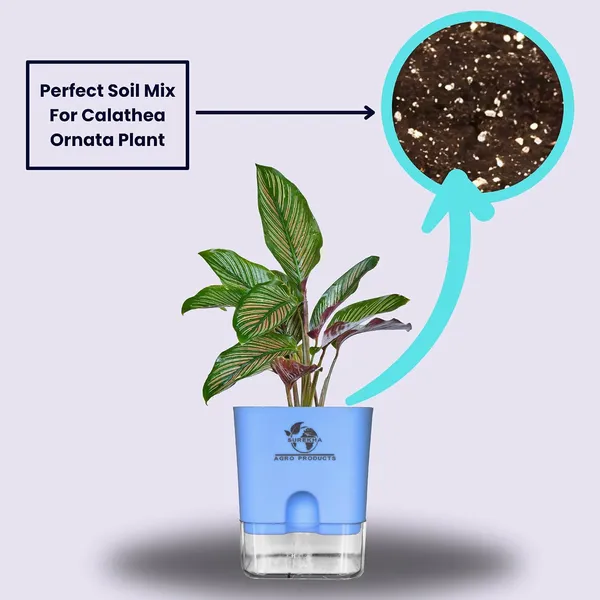 Calathea_Ornata_Live_Plant_In_Self_Watering_Pot