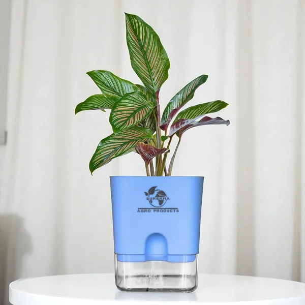 Calathea_Ornata_Live_Plant_In_Self_Watering_Pot