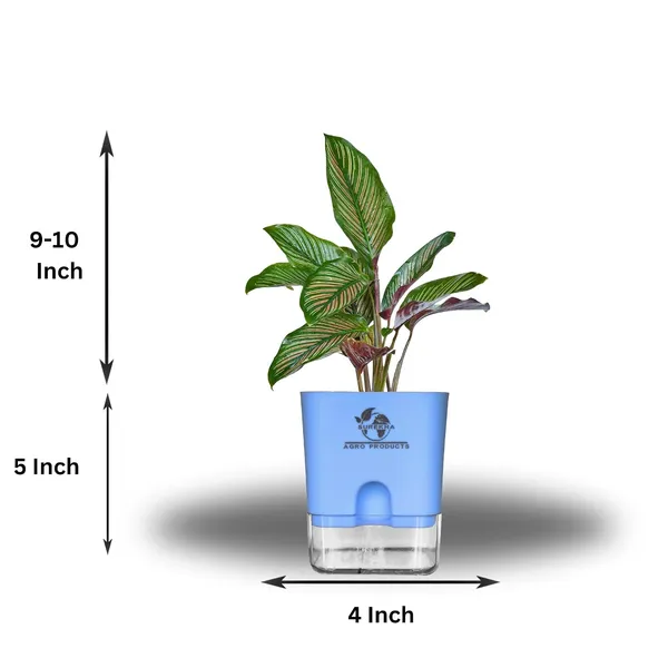 Calathea_Ornata_Live_Plant_In_Self_Watering_Pot