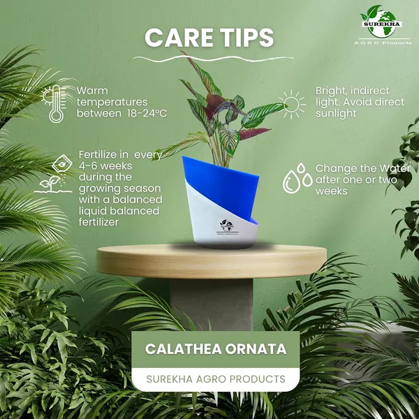 Calathea_Ornata_In_Self_Watering_Pot