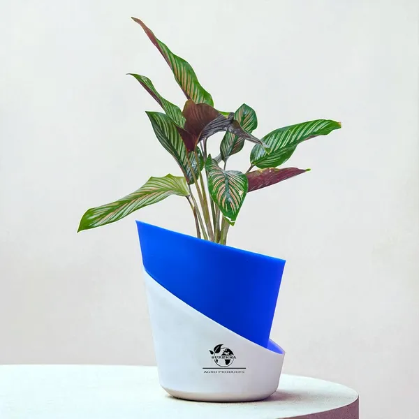 Calathea_Ornata_In_Self_Watering_Pot