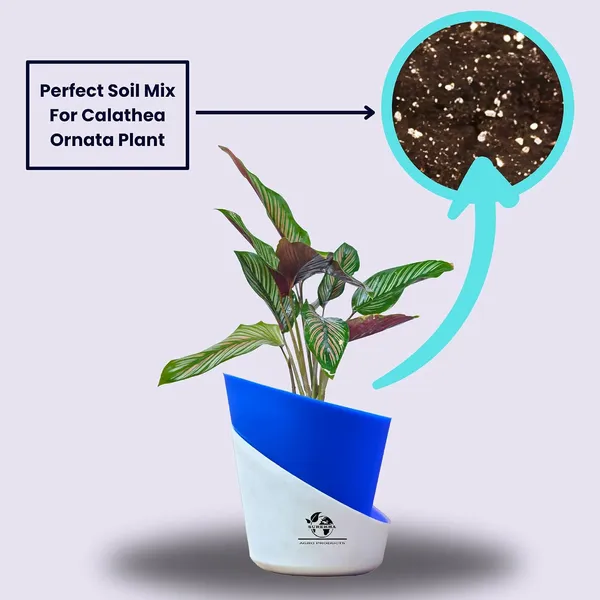 Calathea_Ornata_In_Self_Watering_Pot