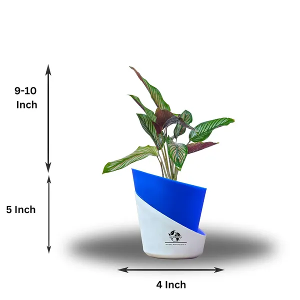Calathea_Ornata_In_Self_Watering_Pot