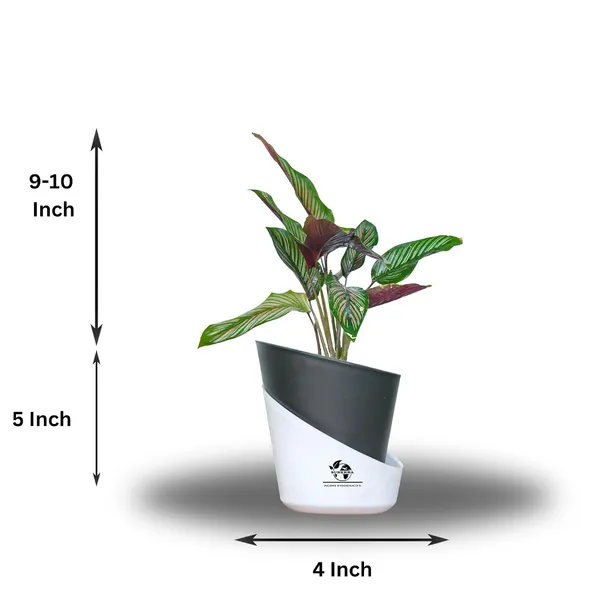Calathea_Ornata_Live_Plant_In_Self_Watering_Pot