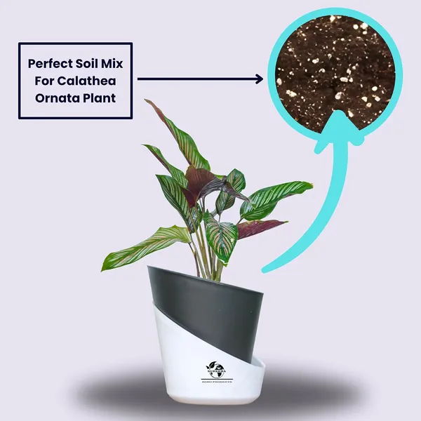 Calathea_Ornata_Live_Plant_In_Self_Watering_Pot