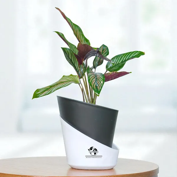Calathea_Ornata_Live_Plant_In_Self_Watering_Pot