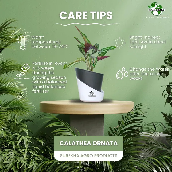 Calathea_Ornata_Live_Plant_In_Self_Watering_Pot