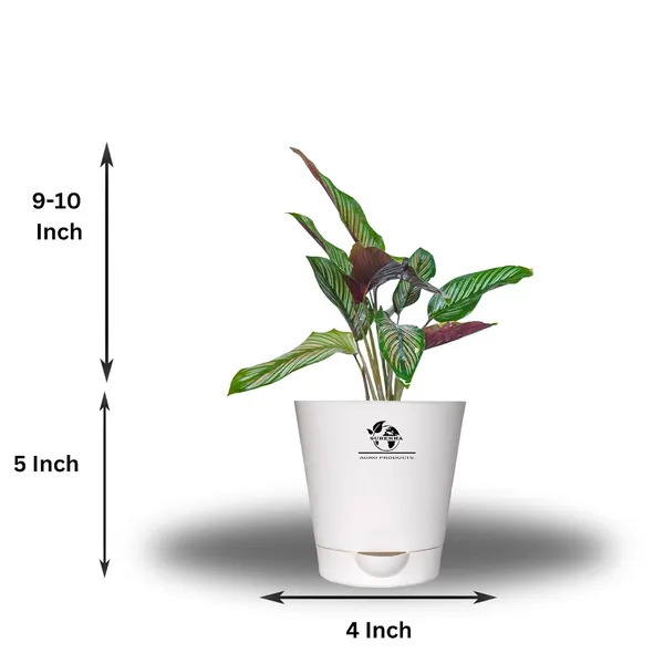 Calathea_Ornata_Plant_In_Self_Watering_Pot