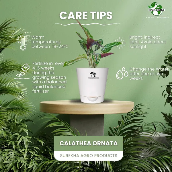 Calathea_Ornata_Plant_In_Self_Watering_Pot