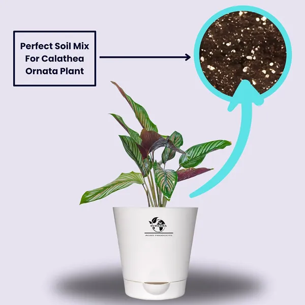 Calathea_Ornata_Plant_In_Self_Watering_Pot