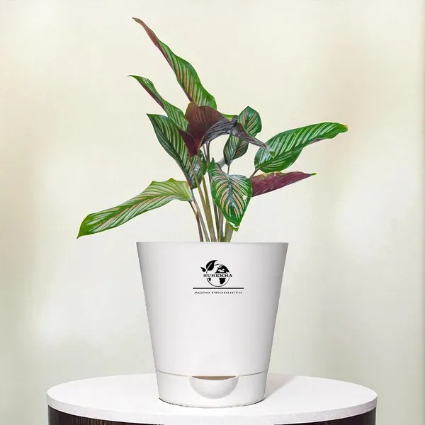 Calathea_Ornata_Plant_In_Self_Watering_Pot