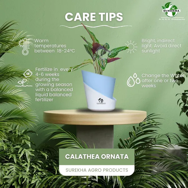 Calathea_Ornata_In_Self_Watering_Pot