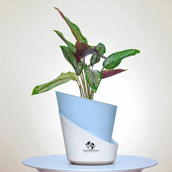Calathea_Ornata_In_Self_Watering_Pot