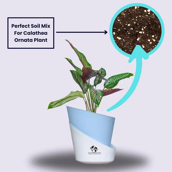 Calathea_Ornata_In_Self_Watering_Pot