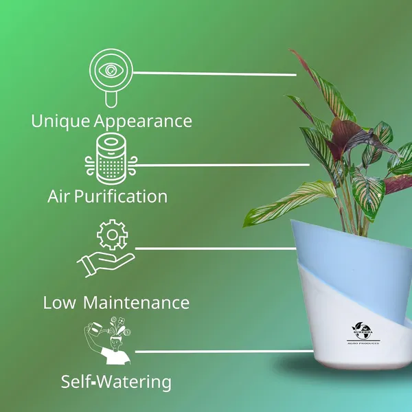 Calathea_Ornata_In_Self_Watering_Pot