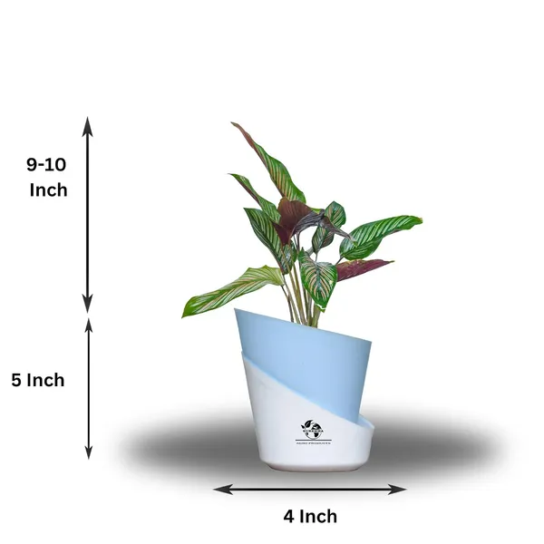 Calathea_Ornata_In_Self_Watering_Pot