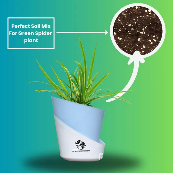 Spider_Plant_With_Self_Watering_Pot