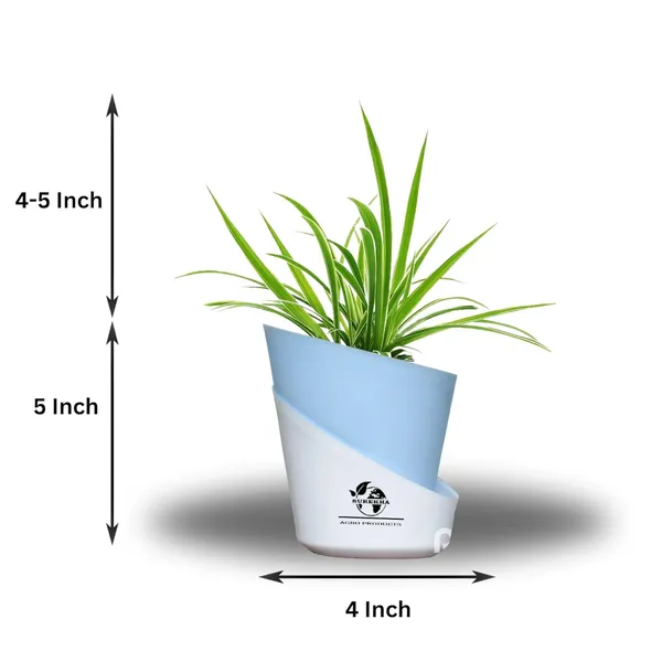 Spider_Plant_With_Self_Watering_Pot