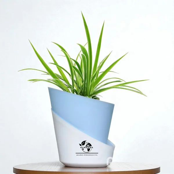 Spider_Plant_With_Self_Watering_Pot