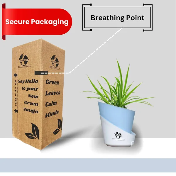 Spider_Plant_With_Self_Watering_Pot