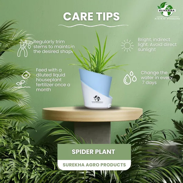 Spider_Plant_With_Self_Watering_Pot