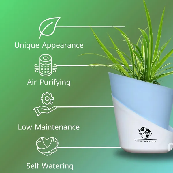 Spider_Plant_With_Self_Watering_Pot