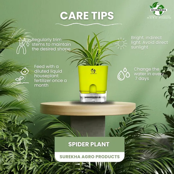 Spider_Plant_(Chlorophytum)_With_Self_Watering_Pot