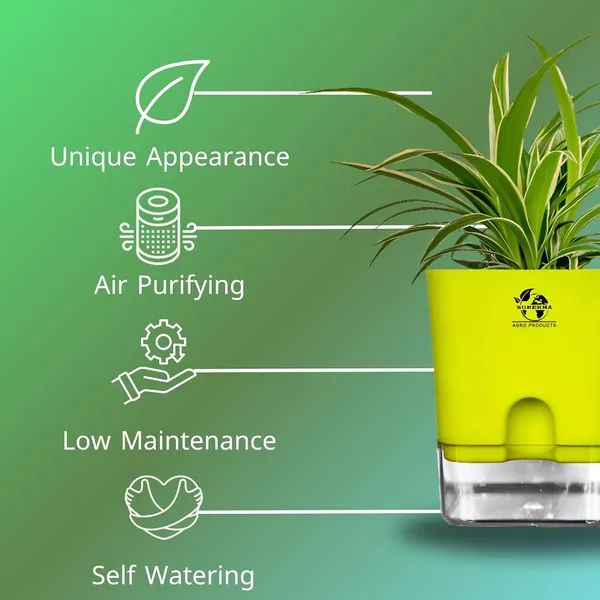 Spider_Plant_(Chlorophytum)_With_Self_Watering_Pot