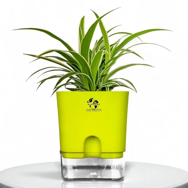 Spider_Plant_(Chlorophytum)_With_Self_Watering_Pot