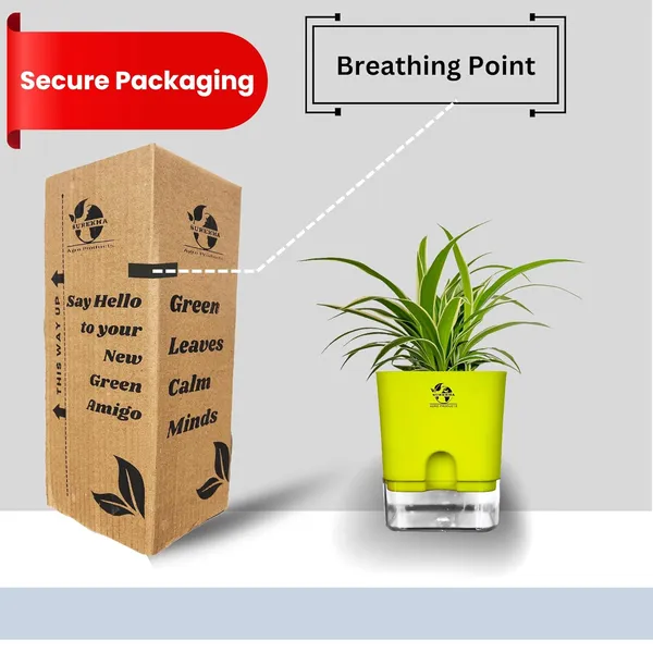 Spider_Plant_(Chlorophytum)_With_Self_Watering_Pot