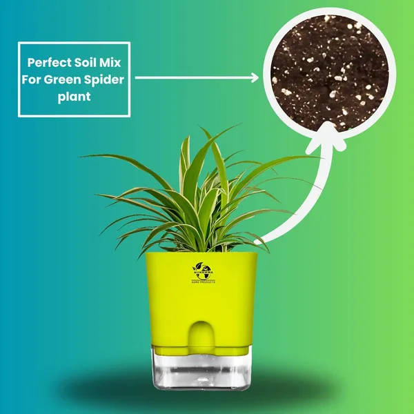 Spider_Plant_(Chlorophytum)_With_Self_Watering_Pot
