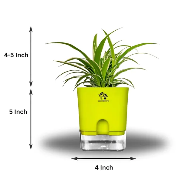 Spider_Plant_(Chlorophytum)_With_Self_Watering_Pot