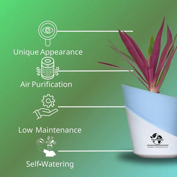 Rhoeo_Neon_Plant_With_Self_Watering_Pot