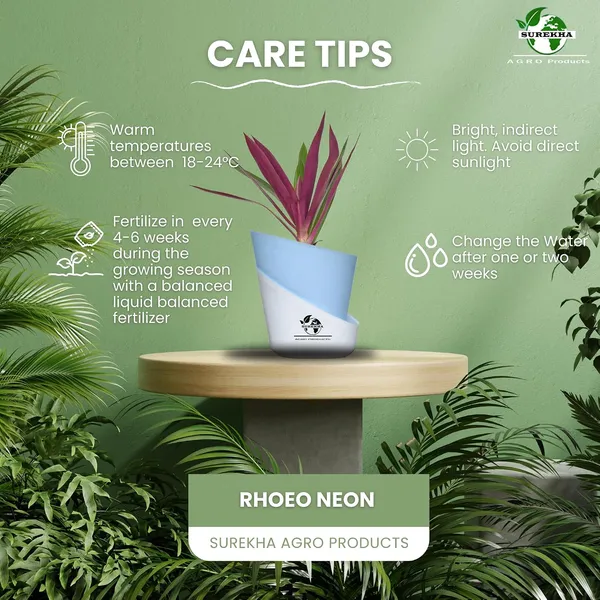 Rhoeo_Neon_Plant_With_Self_Watering_Pot