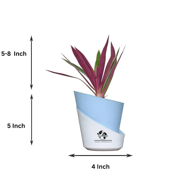 Rhoeo_Neon_Plant_With_Self_Watering_Pot
