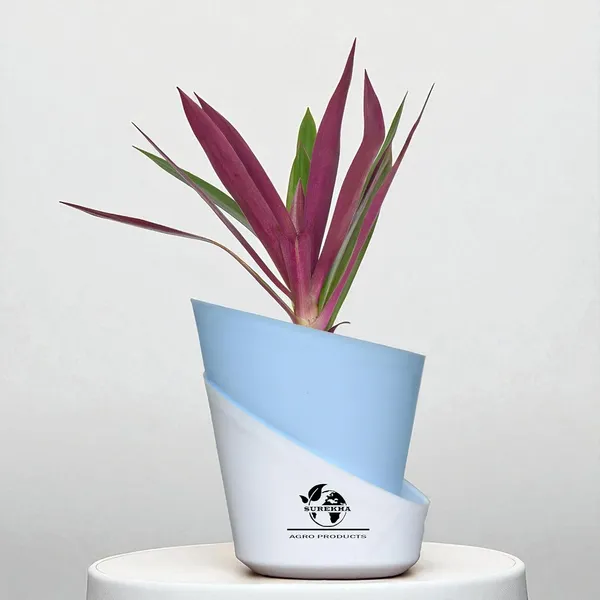 Rhoeo_Neon_Plant_With_Self_Watering_Pot