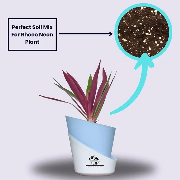 Rhoeo_Neon_Plant_With_Self_Watering_Pot