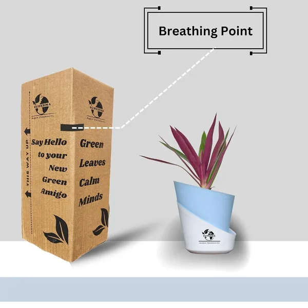 Rhoeo_Neon_Plant_With_Self_Watering_Pot