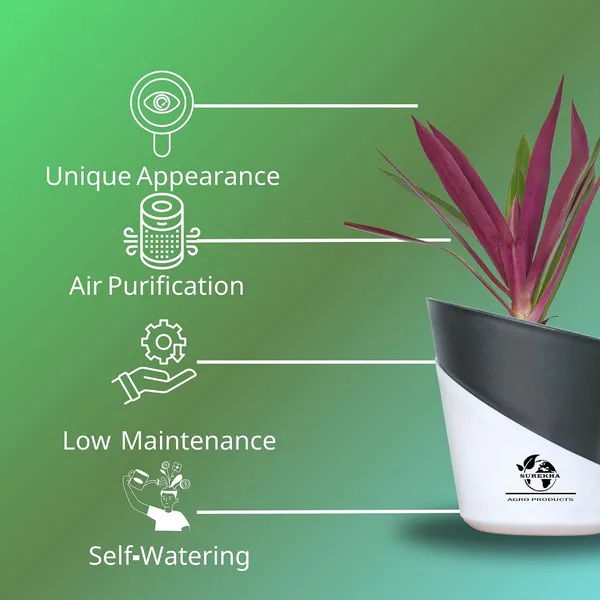 Rhoeo_Neon_Plant_With_Self_Watering_Pot