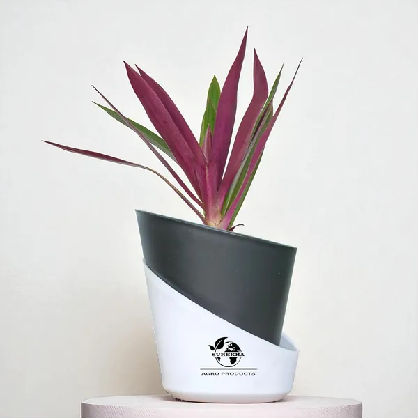 Rhoeo_Neon_Plant_With_Self_Watering_Pot