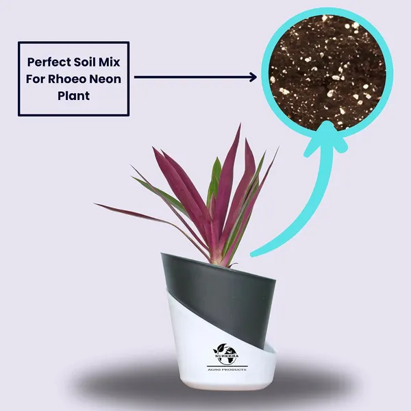 Rhoeo_Neon_Plant_With_Self_Watering_Pot